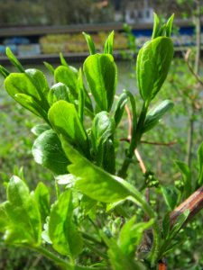 20150413Euonymus_europaeus1