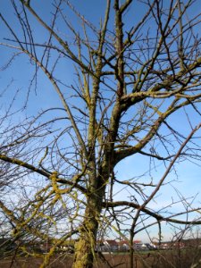 20150203Ulmus_minor08