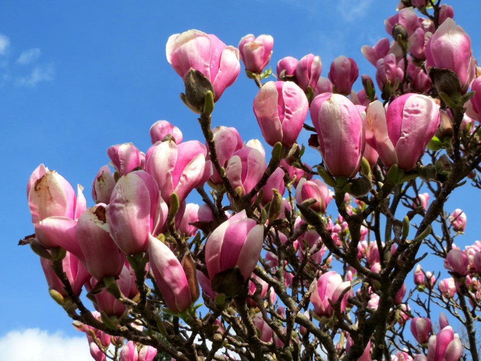 20150413Magnolia_x_soulangeana1