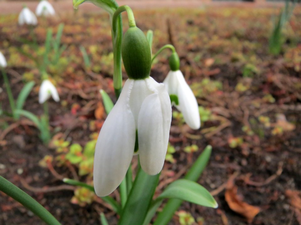 20150303Galanthus_nivalis1