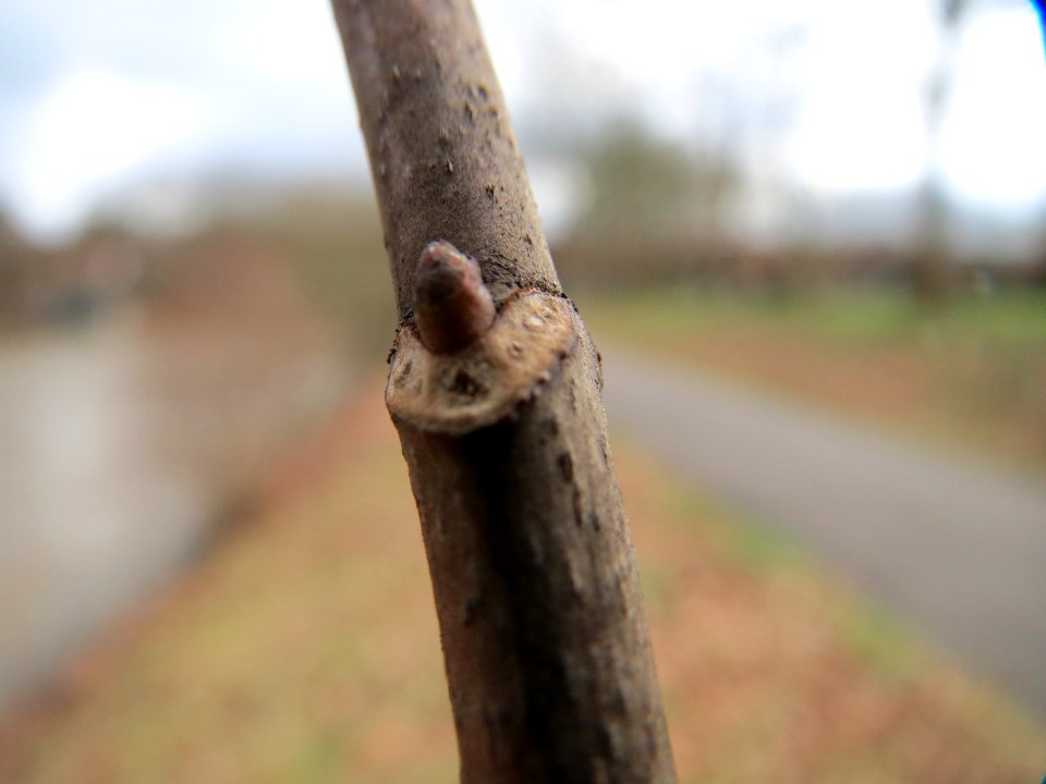 20150304Acer_pseudoplatanus1