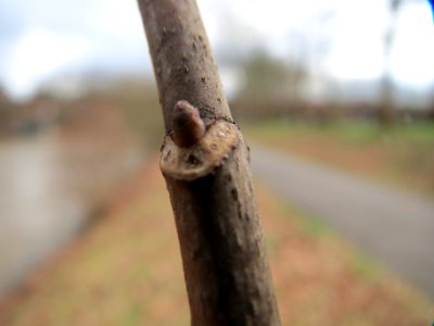 20150304Acer_pseudoplatanus1