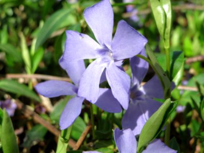 20150412Vinca_minor3