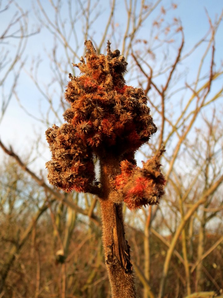 20150224Rhus_typhina2