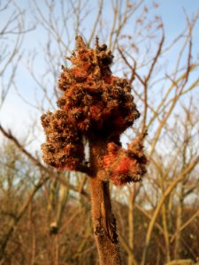 20150224Rhus_typhina2 photo