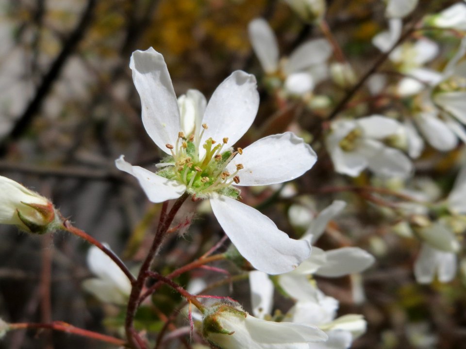 20150413Amelanchier_lamarckii2