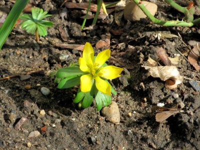20150303Eranthis_hyemalis2
