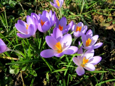 20150226Crocus_tommasinianus1