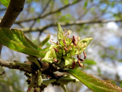 20150413Parrotia_persica2