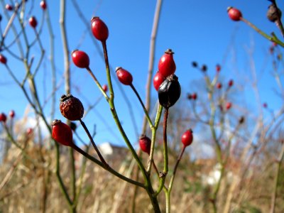 20150225Rosa_multiflora2