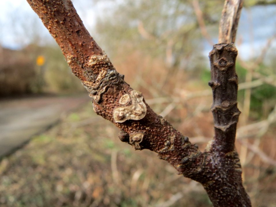 20150304Juglans_nigra3