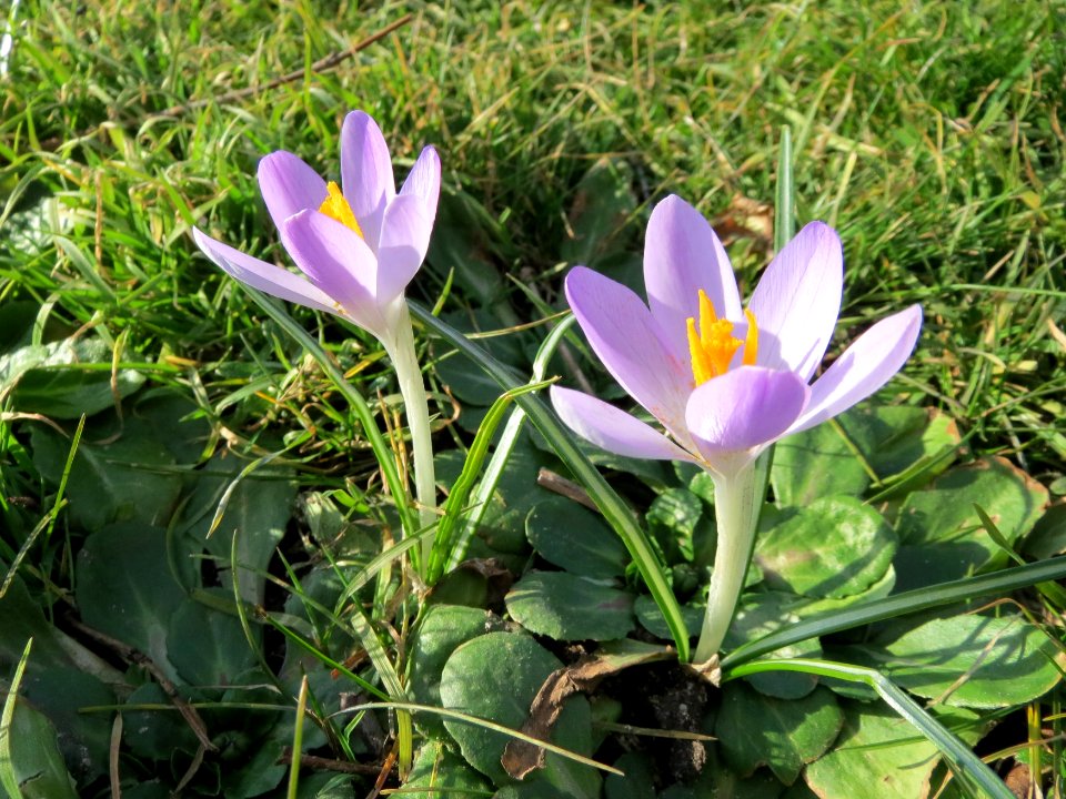 20150225Crocus_tommasinianus6