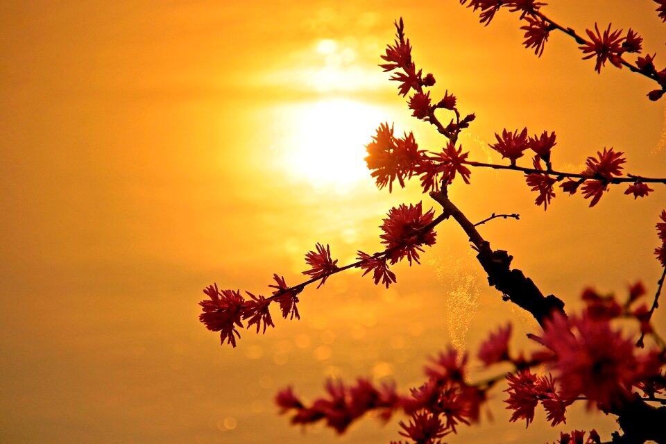 Beauty flower water