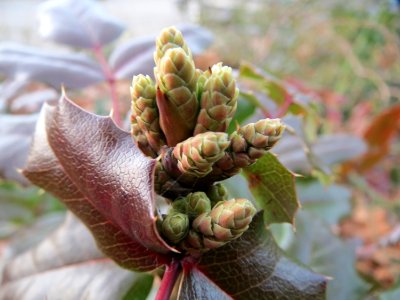 20150224Mahonia_aquifolium2