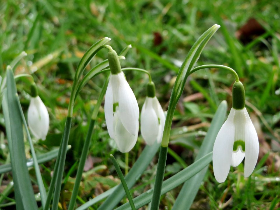 20150304Galanthus_nivalis1