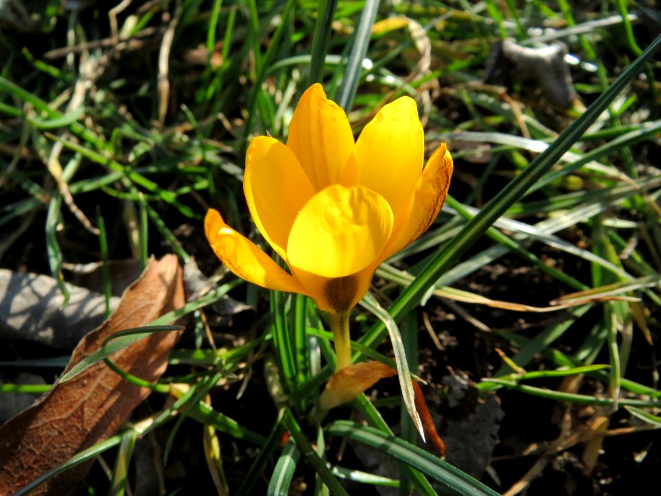 20150225Crocus_chrysanthus4