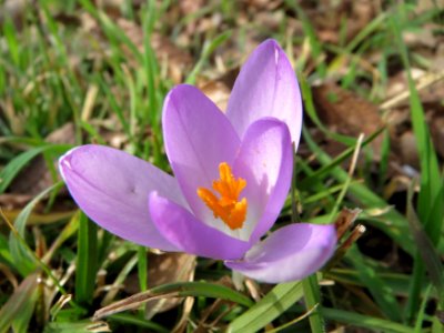 20150221Crocus_tommasinianus5