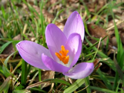 20150221Crocus_tommasinianus5 photo