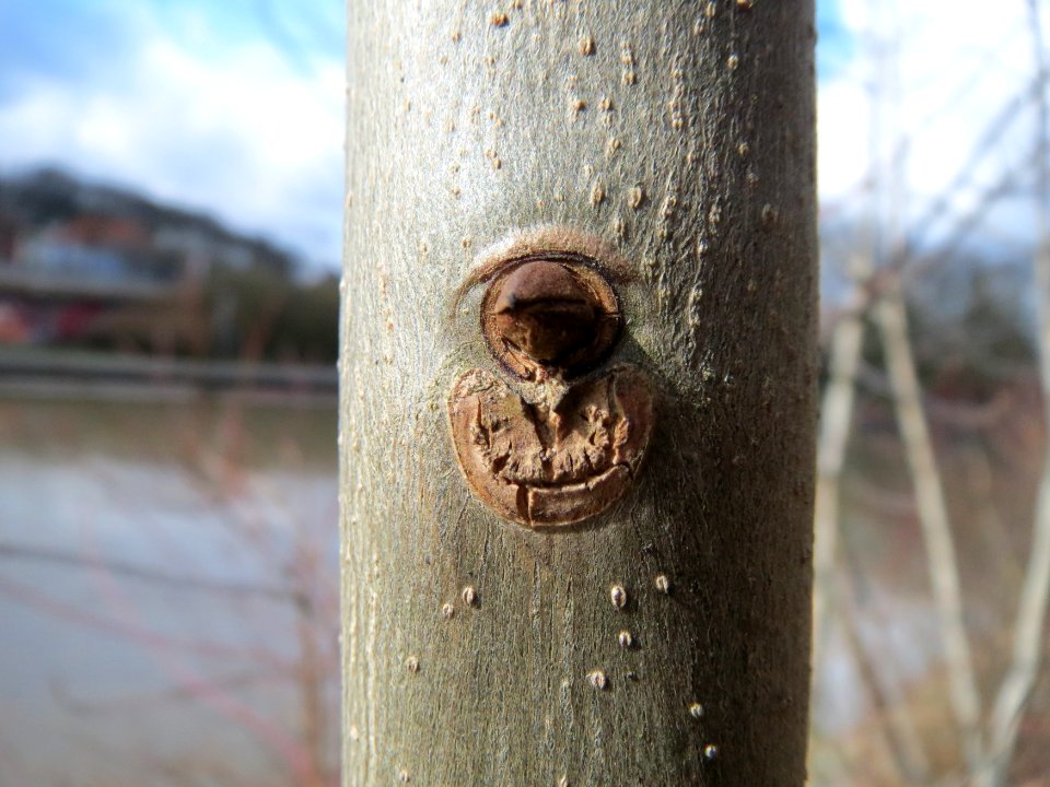 20150304Fraxinus_excelsior5