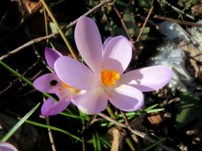 20150225Crocus_tommasinianus2 photo