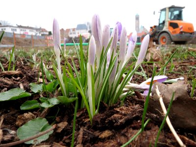 20150217Crocus_tommasinianus1