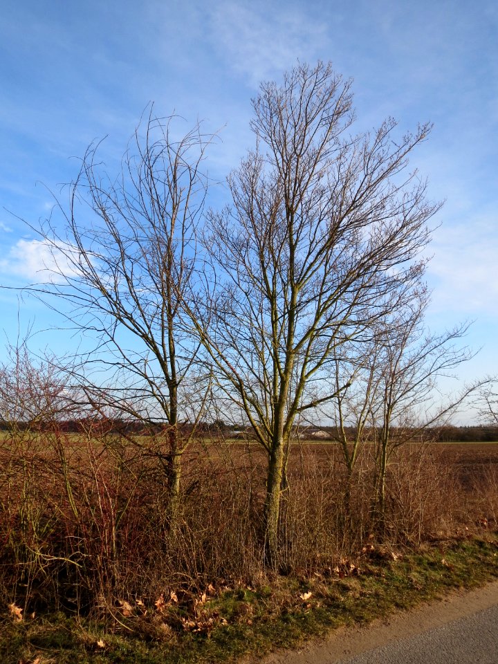 20150225Ulmus_minor2