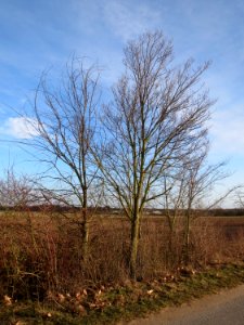20150225Ulmus_minor2