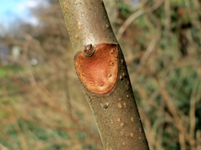 20150304Aesculus_hippocastanum2 photo