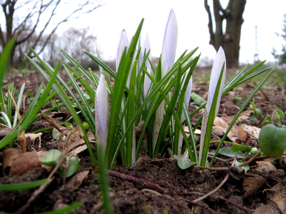 20150216Crocus_tommasinianus3