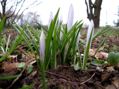 20150216Crocus_tommasinianus3
