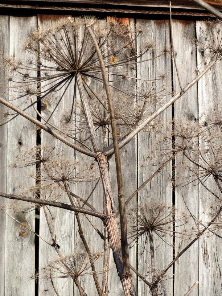 20150220Heracleum_mantegazzianum2