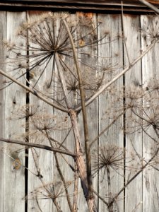 20150220Heracleum_mantegazzianum2
