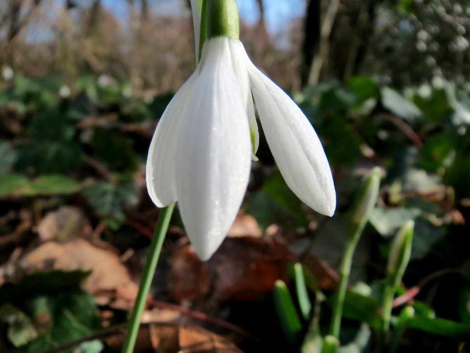20150220Galanthus_nivalis4