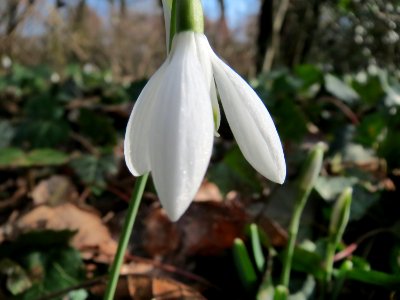 20150220Galanthus_nivalis4