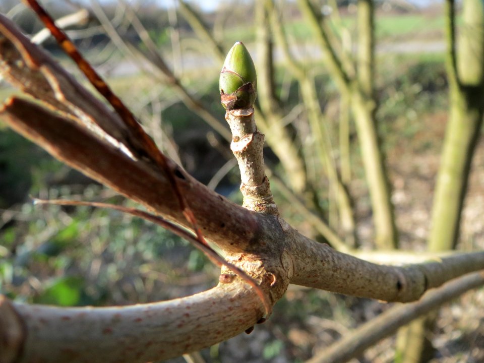 20150225Acer_pseudoplatanus2