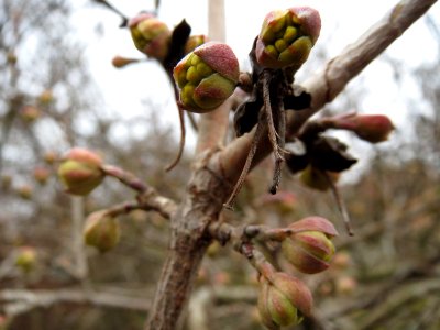 20150219Cornus_mas2