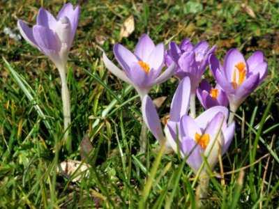 20150226Crocus_tommasinianus2