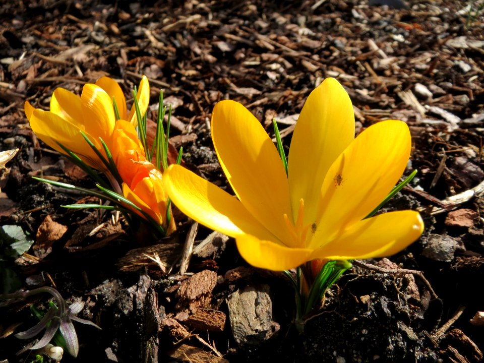 20150225Crocus_chrysanthus2