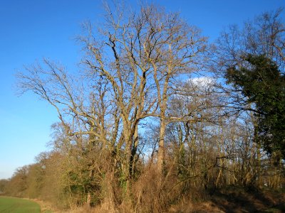 20150220Acer_pseudoplatanus4