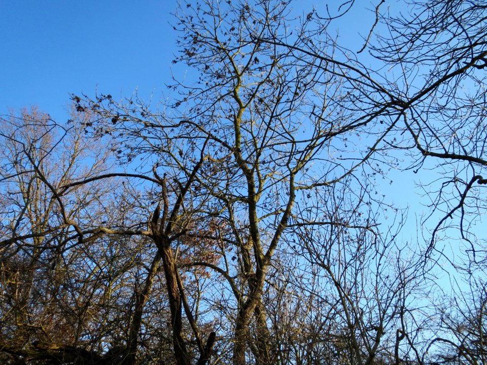 20150220Fraxinus_excelsior2
