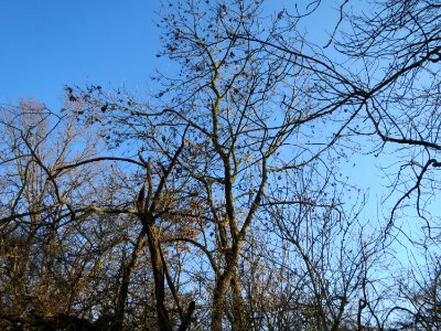 20150220Fraxinus_excelsior2