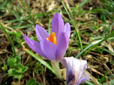 20150221Crocus_tommasinianus1 photo