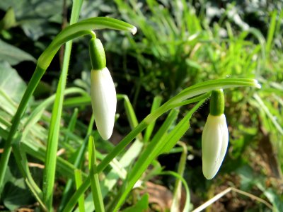 20150220Galanthus_nivalis2