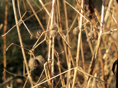 20150220Humulus_lupulus2