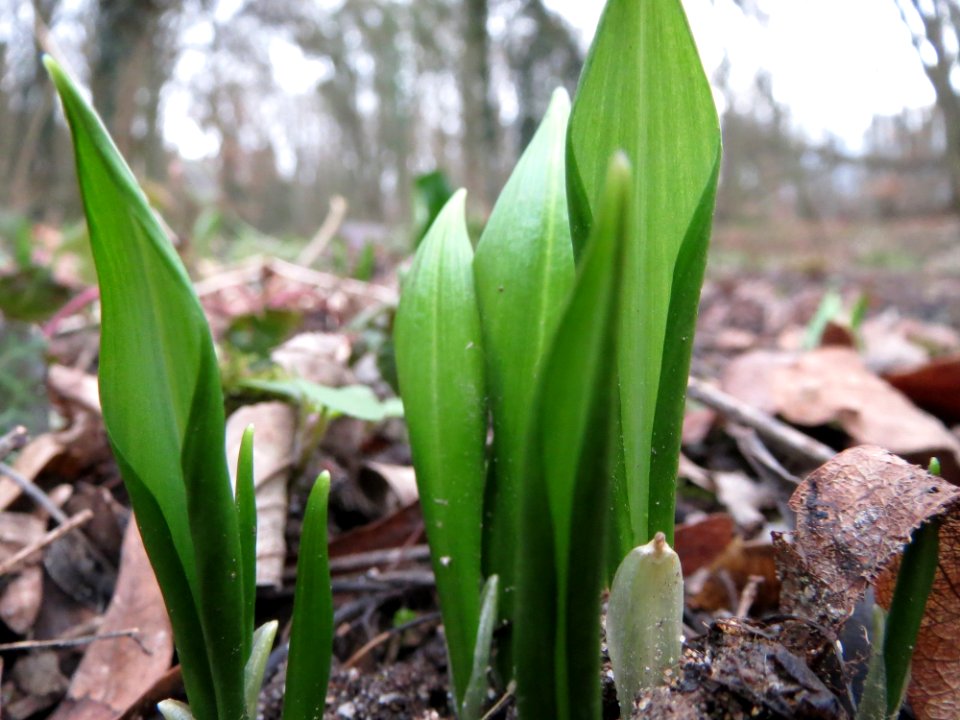 20150221Allium_ursinum2