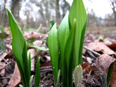 20150221Allium_ursinum2