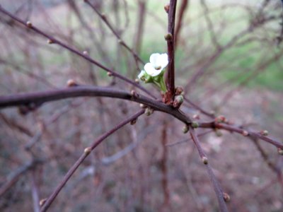 20150219Spierstrauch3