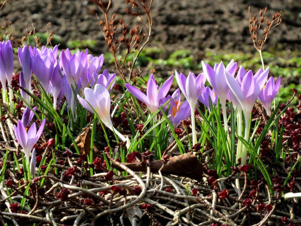 20150220Crocus_tommasinianus1