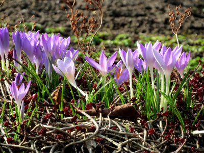 20150220Crocus_tommasinianus1