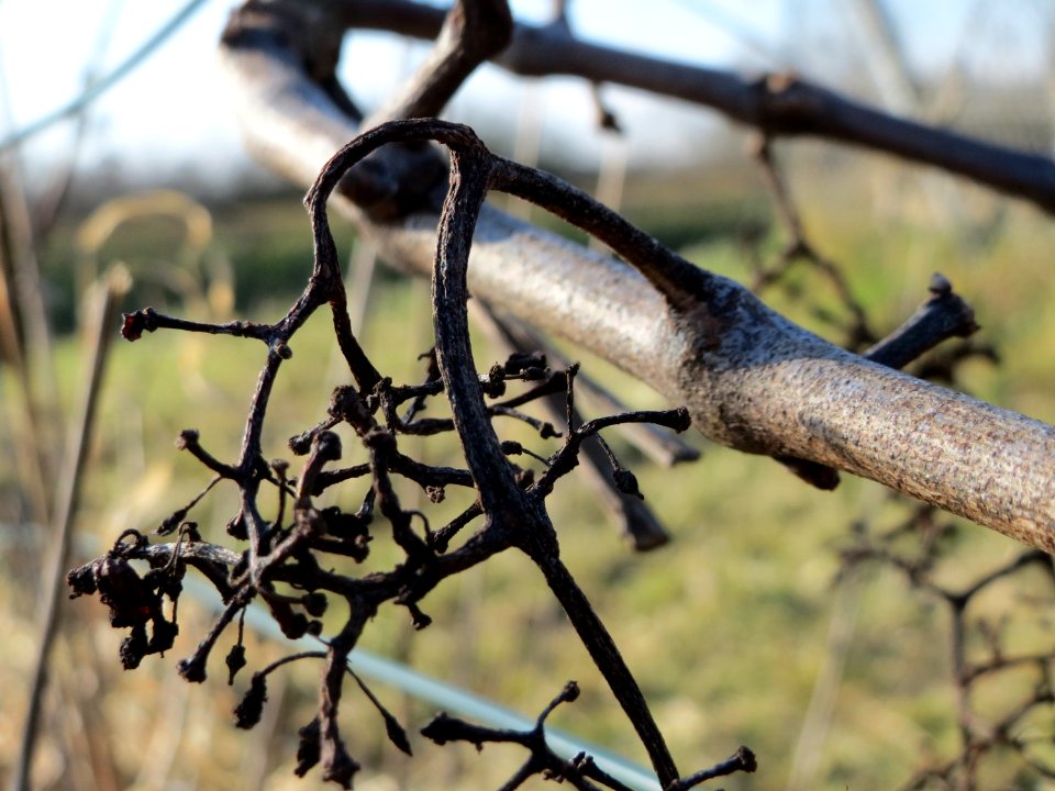 20150220Vitis_vinifera2